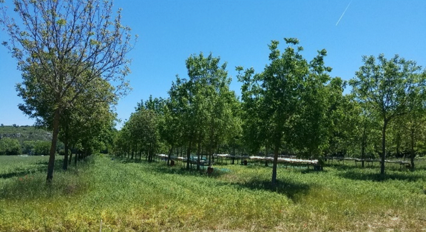 Alley cropping system with black walnut and soybean