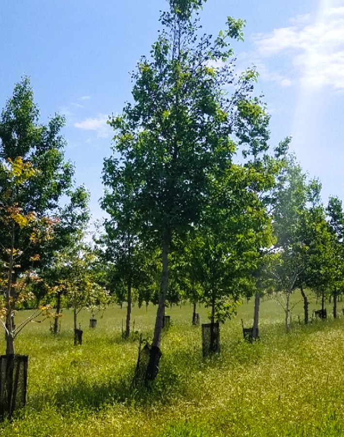 Alley cropping system